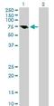 Mitochondrial Antiviral Signaling Protein antibody, ab89825, Abcam, Western Blot image 