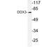 DEAD-Box Helicase 3 X-Linked antibody, LS-C176503, Lifespan Biosciences, Western Blot image 