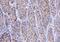 Cyclin Dependent Kinase 2 antibody, M00166-3, Boster Biological Technology, Immunohistochemistry paraffin image 