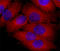 Eukaryotic Translation Initiation Factor 4E antibody, 693003, BioLegend, Immunofluorescence image 