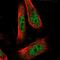 DnaJ Heat Shock Protein Family (Hsp40) Member B14 antibody, PA5-57494, Invitrogen Antibodies, Immunofluorescence image 