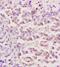 TAL BHLH Transcription Factor 1, Erythroid Differentiation Factor antibody, orb389344, Biorbyt, Immunohistochemistry paraffin image 