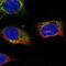 StAR Related Lipid Transfer Domain Containing 7 antibody, NBP2-57423, Novus Biologicals, Immunofluorescence image 