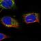 StAR-related lipid transfer protein 7, mitochondrial antibody, NBP2-57423, Novus Biologicals, Immunofluorescence image 