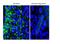 Insulin Like Growth Factor Binding Protein 4 antibody, NBP1-80549, Novus Biologicals, Immunofluorescence image 