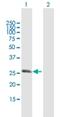 Regulator Of G Protein Signaling 20 antibody, H00008601-B01P, Novus Biologicals, Western Blot image 