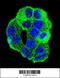 WD Repeat Domain 27 antibody, 56-043, ProSci, Immunofluorescence image 