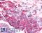 Adrenoceptor Alpha 2C antibody, LS-A3990, Lifespan Biosciences, Immunohistochemistry paraffin image 