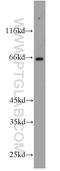Fas Associated Factor 1 antibody, 10271-1-AP, Proteintech Group, Western Blot image 