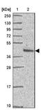 Pre-MRNA Processing Factor 38A antibody, NBP2-33673, Novus Biologicals, Western Blot image 