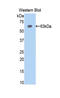 Polybromo 1 antibody, LS-C295997, Lifespan Biosciences, Western Blot image 