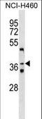 Zinc Finger Protein 691 antibody, LS-C157491, Lifespan Biosciences, Western Blot image 
