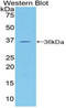 Melanoma Cell Adhesion Molecule antibody, LS-C295341, Lifespan Biosciences, Western Blot image 