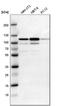 Signal transducer and activator of transcription 6 antibody, HPA001861, Atlas Antibodies, Western Blot image 