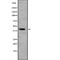 Ras Association Domain Family Member 7 antibody, abx148724, Abbexa, Western Blot image 