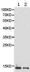 Phosphohistidine Phosphatase 1 antibody, TA323874, Origene, Western Blot image 