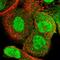 RECQ5 antibody, HPA029971, Atlas Antibodies, Immunofluorescence image 