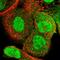 RecQ Like Helicase 5 antibody, HPA029971, Atlas Antibodies, Immunofluorescence image 