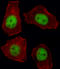 T-box transcription factor TBX21 antibody, LS-C161751, Lifespan Biosciences, Immunofluorescence image 