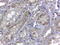 Renalase, FAD Dependent Amine Oxidase antibody, LS-C55379, Lifespan Biosciences, Immunohistochemistry paraffin image 