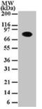 Component Of Inhibitor Of Nuclear Factor Kappa B Kinase Complex antibody, GTX12138, GeneTex, Western Blot image 