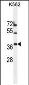 Transmembrane Protein 150B antibody, PA5-71527, Invitrogen Antibodies, Western Blot image 