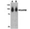 Sterile Alpha And TIR Motif Containing 1 antibody, NBP2-41180, Novus Biologicals, Western Blot image 