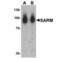 Sterile alpha and TIR motif-containing protein 1 antibody, NBP2-41180, Novus Biologicals, Western Blot image 