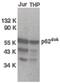 Docking Protein 1 antibody, orb86759, Biorbyt, Western Blot image 