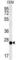 Cysteine Rich Secretory Protein LCCL Domain Containing 2 antibody, abx032558, Abbexa, Western Blot image 