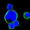 ISL LIM Homeobox 1 antibody, orb95122, Biorbyt, Immunofluorescence image 