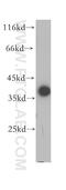 Microfibril Associated Protein 4 antibody, 17661-1-AP, Proteintech Group, Western Blot image 