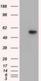 Thromboxane A Synthase 1 antibody, NBP2-02710, Novus Biologicals, Western Blot image 