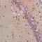 GLT-1 antibody, GTX37432, GeneTex, Immunohistochemistry paraffin image 