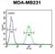 Cathepsin F antibody, abx032874, Abbexa, Western Blot image 