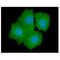 Glycerol-3-Phosphate Dehydrogenase 1 Like antibody, GTX57667, GeneTex, Immunofluorescence image 