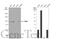 Stromal Interaction Molecule 1 antibody, GTX01149, GeneTex, Western Blot image 