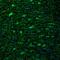 KIAA0937 antibody, PA5-63699, Invitrogen Antibodies, Immunofluorescence image 