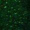 Deltex E3 Ubiquitin Ligase 4 antibody, PA5-63699, Invitrogen Antibodies, Immunofluorescence image 