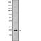 NADH-ubiquinone oxidoreductase chain 6 antibody, abx216970, Abbexa, Western Blot image 