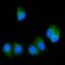 Signal Recognition Particle 54 antibody, A06189-1, Boster Biological Technology, Immunofluorescence image 