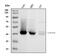 CD38 Molecule antibody, A00193-3, Boster Biological Technology, Western Blot image 