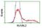 RuvB Like AAA ATPase 2 antibody, NBP2-01764, Novus Biologicals, Flow Cytometry image 