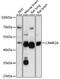 Calcium/Calmodulin Dependent Protein Kinase II Alpha antibody, 18-158, ProSci, Western Blot image 