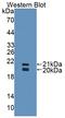 Surfactant Protein D antibody, LS-C296557, Lifespan Biosciences, Western Blot image 