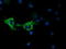 Cytochrome C Oxidase Subunit 6A1 antibody, LS-C115418, Lifespan Biosciences, Immunofluorescence image 