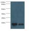 Coactosin Like F-Actin Binding Protein 1 antibody, MBS968848, MyBioSource, Western Blot image 