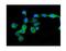 IQ Motif Containing GTPase Activating Protein 1 antibody, A01603-1, Boster Biological Technology, Immunofluorescence image 