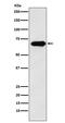 KH RNA Binding Domain Containing, Signal Transduction Associated 1 antibody, M01717-2, Boster Biological Technology, Western Blot image 