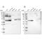 WD Repeat Domain 53 antibody, NBP1-82757, Novus Biologicals, Western Blot image 